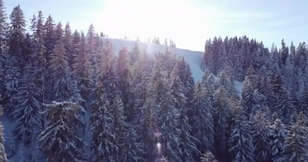 Luchtfoto Van Besneeuwde Woudbomen Het Prachtige Winterwonderland December Kerstvakantie — Stockvideo