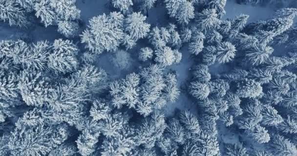 Κινηματογραφική Αεροφωτογραφία Του Χειμερινού Τοπίου Χιόνι Τοπίο Φόντο — Αρχείο Βίντεο