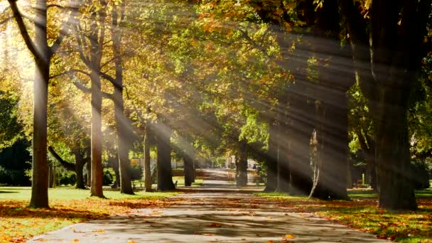 Ветви Деревьев Цветущей Листве Осенью Солнечный Свет Сезона — стоковое видео