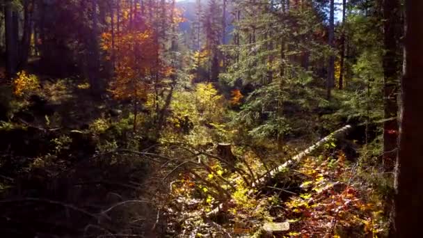 Canlı Doğa Manzarası Orman Ormanı Görünümü — Stok video