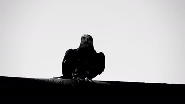 슬로우 모션에서 사냥꾼 독수리 고품질 — 비디오