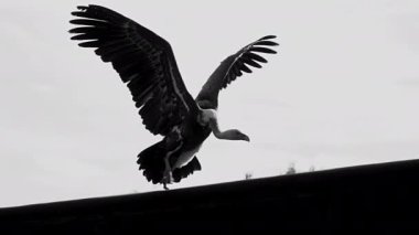 Raptor avcısı Kartal Kuş Ağır Çekimde Uçuyor. Yüksek kalite 4k görüntü