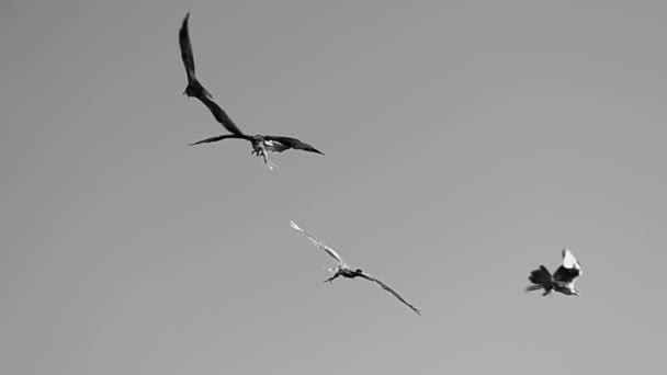 Raptor Avcısı Kartal Kuş Ağır Çekimde Uçuyor Yüksek Kalite Görüntü — Stok video