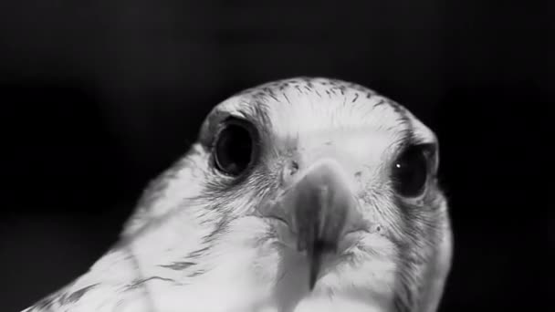 Raptorjägaren Eagle Bird Flyger Slow Motion Högkvalitativ Film — Stockvideo