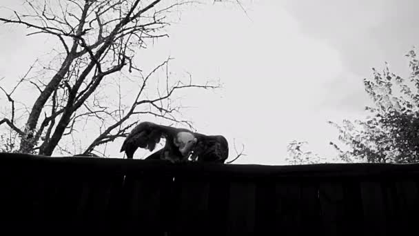 Raptor Hunter Eagle Bird Flying Slow Motion High Quality Footage — Stock Video