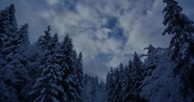 Çam ağaçlarının cennet ortamındaki sinematik drone görüntüleri.