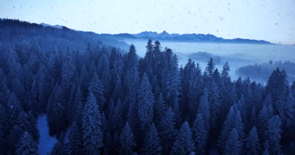 Сніг Покрив Лісові Дерева Високоякісні Кадри — стокове відео