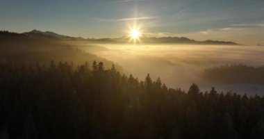 Orman ağaçları karla kaplıydı. Yüksek kalite 4k görüntü