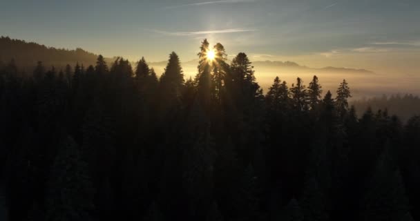 Captura Cinematográfica Drones Bosques Pinos Entorno Idílico — Vídeos de Stock