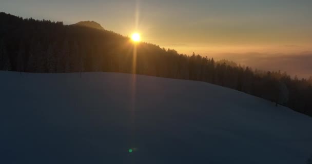 被雪覆盖的林地树 高质量的4K镜头 — 图库视频影像