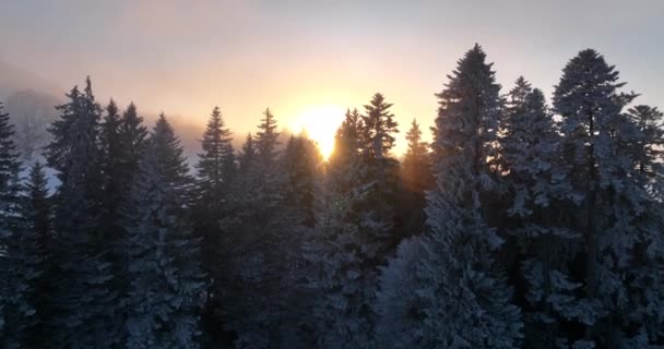 Met Sneeuw Bedekte Bosbomen Hoge Kwaliteit Beeldmateriaal — Stockvideo