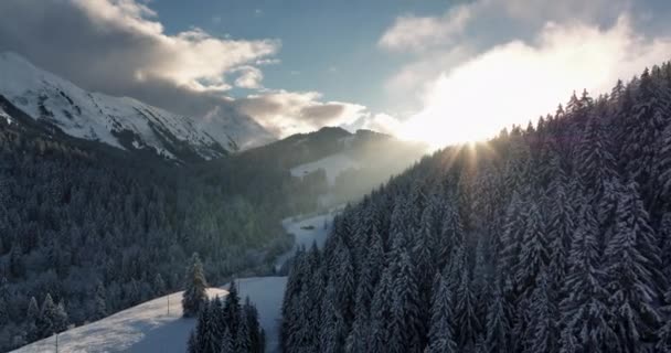Деревья Покрыты Снегом Высококачественные Кадры — стоковое видео