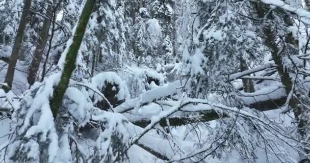 Schneebedeckte Waldbäume Hochwertiges Filmmaterial — Stockvideo