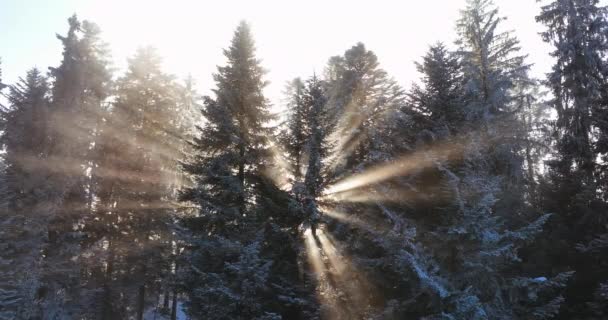 Деревья Покрыты Снегом Высококачественные Кадры — стоковое видео