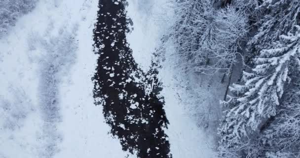 Çam Ağaçlarının Cennet Ortamındaki Sinematik Drone Görüntüleri — Stok video