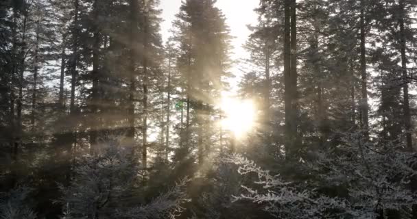 Orman Ağaçları Karla Kaplıydı Yüksek Kalite Görüntü — Stok video
