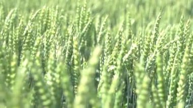 Mısır tarlasında tarım arazilerinde yetişen hasat mevsimi mısır ürünleri. Yüksek kaliteli FullHD görüntüler