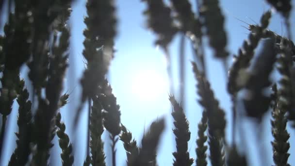 옥수수 옥수수 음식에 농장에 고품질 Fullhd — 비디오