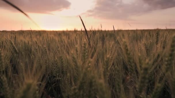 Cornfield Growing Agriculture Farmland Harvest Εποχή Καλαμπόκι Τροφίμων Υψηλής Ποιότητας — Αρχείο Βίντεο