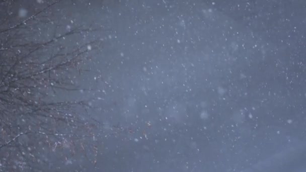 Neve Autunno Inverno Paese Delle Meraviglie Nel Paesaggio Forestale Filmati — Video Stock