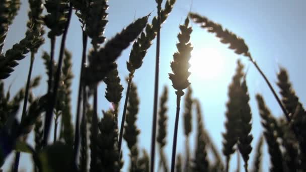 Кукурудзяне Поле Вирощування Сільськогосподарських Фермах Сезон Збору Врожаю Кукурудзяна Їжа — стокове відео