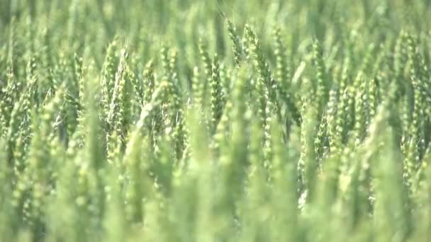 Pole Kukurydzy Uprawianie Gruntów Rolnych Sezonie Zbiorów Kukurydzy Żywność Wysokiej — Wideo stockowe
