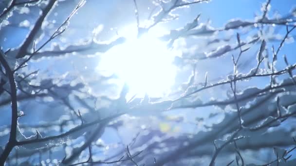 Sneeuwval Winterwonderland Het Bos Landschap Hoge Kwaliteit Fullhd Beeldmateriaal — Stockvideo