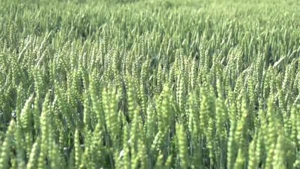 Campo Maíz Creciendo Agricultura Tierras Agrícolas Temporada Cosecha Alimentos Maíz — Vídeo de stock