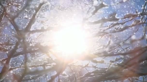 Hóősz Téli Csodaország Erdőtájban Kiváló Minőségű Fullhd Felvételek — Stock videók