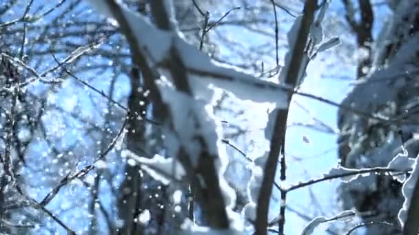 Salju Fall Winter Wonderland Forest Landscape Scenery Rekaman Fullhd Berkualitas — Stok Video