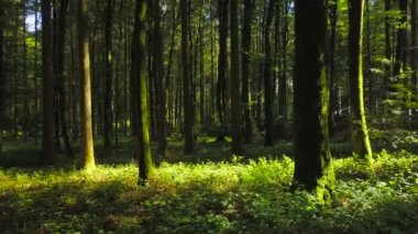 Orman ağaçlarının, orman manzarasının havadan görünüşü. Yüksek kalite 4k görüntü