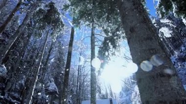 Kar Sonbaharı Harikalar Diyarı Orman Manzarası 'nda. Yüksek kaliteli FullHD görüntüler
