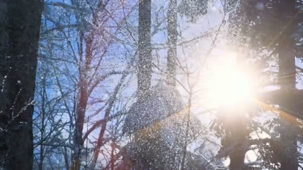Sneeuwval Winterwonderland Het Bos Landschap Hoge Kwaliteit Fullhd Beeldmateriaal — Stockvideo