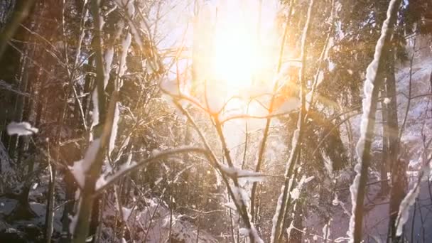 Χειμερινή Χώρα Των Χειμερινών Θαυμάτων Στο Δάσος Τοπίο Υψηλής Ποιότητας — Αρχείο Βίντεο