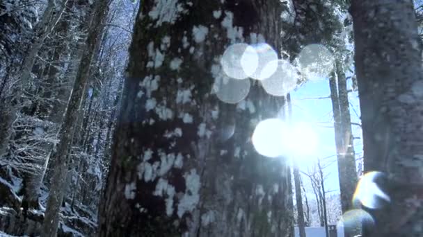 Neve Autunno Inverno Paese Delle Meraviglie Nel Paesaggio Forestale Filmati — Video Stock