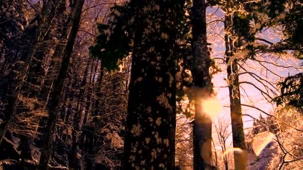Kar Sonbaharı Harikalar Diyarı Orman Manzarası Nda Yüksek Kaliteli Fullhd — Stok video