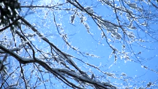 Снегопад Зимнее Чудо Лесном Ландшафте Высококачественные Fullhd Кадры — стоковое видео