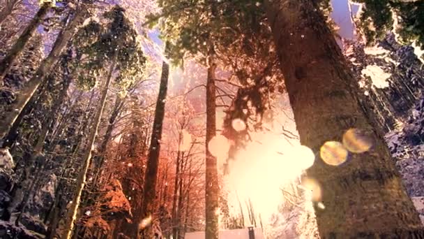森林景观中的降雪冬季仙境 优质Fullhd影片 — 图库视频影像