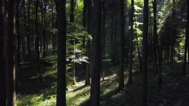 Orman ağaçlarının, orman manzarasının havadan görünüşü. Yüksek kalite 4k görüntü