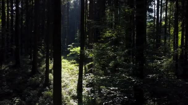 Orman Ağaçlarının Orman Manzarasının Havadan Görünüşü Yüksek Kalite Görüntü — Stok video