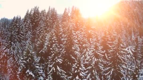 Zăpadă Toamna Iarna Țara Minunilor Peisajul Pădurilor Înregistrare Fullhd Înaltă — Videoclip de stoc