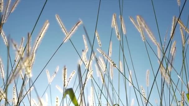 Rolnik Dotykający Pola Kukurydzy Sezonie Zbiorów Użytkach Rolnych Wysokiej Jakości — Wideo stockowe