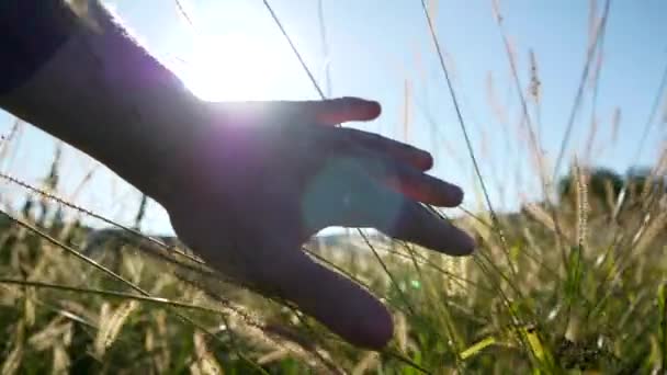 Landwirt Berührt Maisfeld Der Erntezeit Auf Ackerland Hochwertiges Filmmaterial — Stockvideo