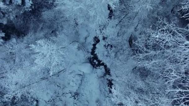Снег Покрыл Ландшафт Леса Зимний Сезон Высококачественные Кадры — стоковое видео