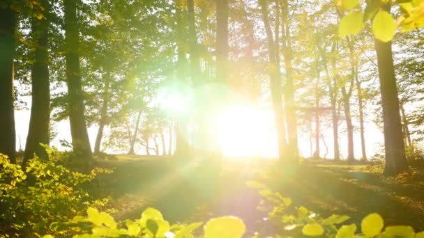Kleurrijke Levendig Bos Bomen Bos Bij Zonsondergang Gouden Uur Hoge — Stockvideo