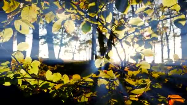 Příroda Krajina Krajina Krajina Podzim Podzimní Sezóna Venkovní Vysoce Kvalitní — Stock video
