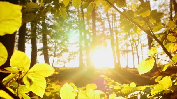 Światło Słoneczne Przez Kolorowe Żywe Gałęzie Jesiennych Drzew Jesienią Wysokiej — Wideo stockowe