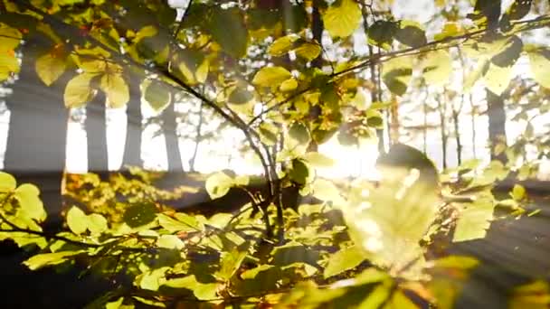 Solljus Skiner Genom Färgglada Levande Levande Höstträd Grenar Höst Säsongen — Stockvideo