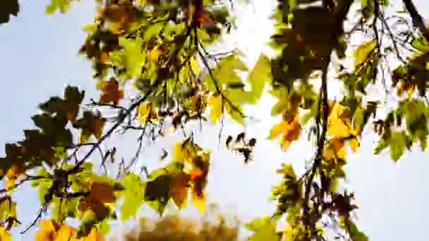 Forêts Vives Colorées Boisées Coucher Soleil Heure Dorée Images Haute — Video