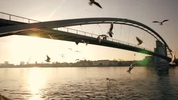サンライズライトの近代ブリッジロードアーキテクチャーリバー風景 高品質のフルHd映像 — ストック動画